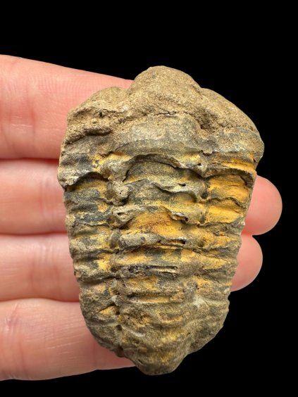 Trilobit – Hoher Atlas, Marokko