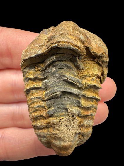 Trilobit – Hoher Atlas, Marokko
