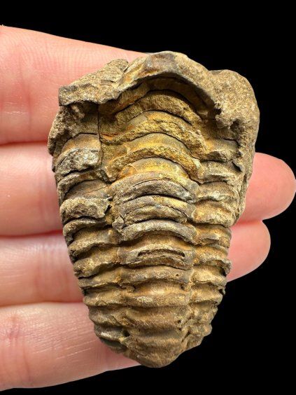Trilobit – Hoher Atlas, Marokko