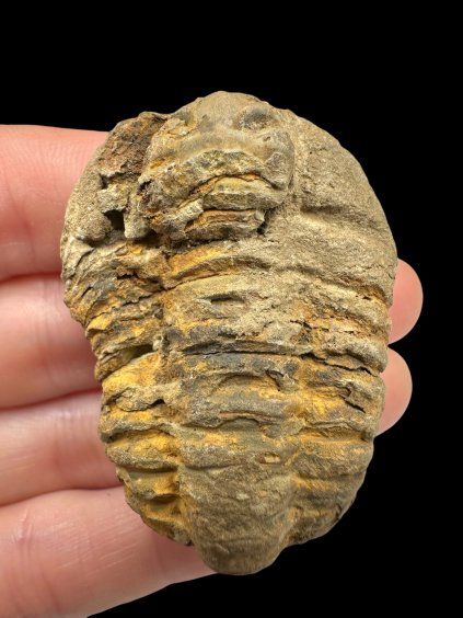 Trilobit – Velký Atlas, Maroko