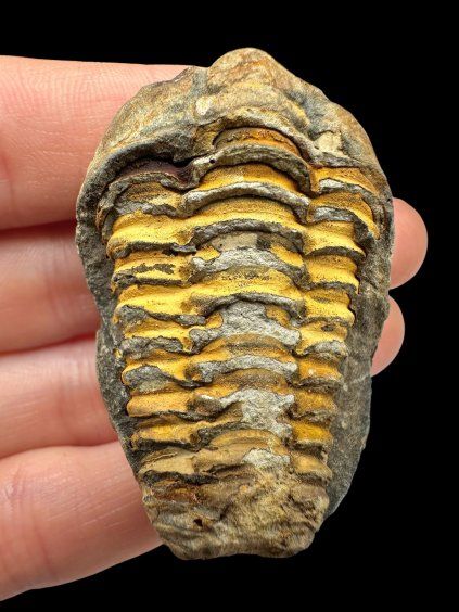 Trilobit – Velký Atlas, Maroko