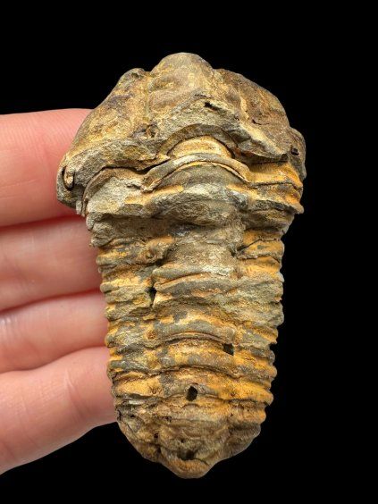 Trilobit – Velký Atlas, Maroko