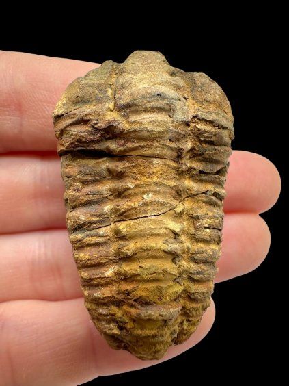 Trilobit – Velký Atlas, Maroko