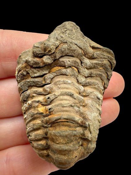 Trilobit – Velký Atlas, Maroko