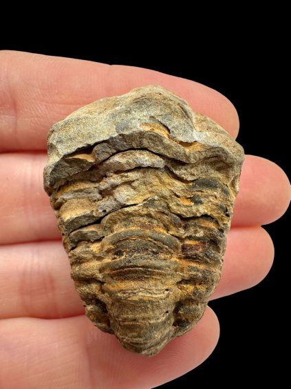 Trilobit – Velký Atlas, Maroko