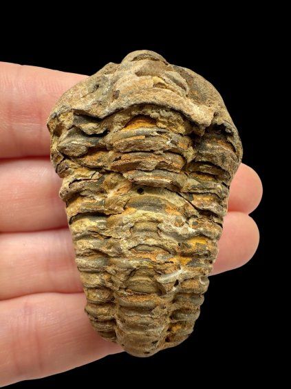 Trilobit – Velký Atlas, Maroko