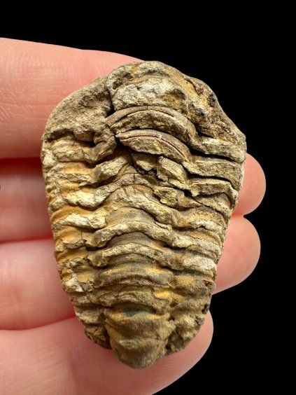 Trilobit – Velký Atlas, Maroko