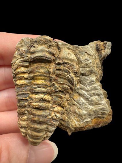 Trilobit – Velký Atlas, Maroko