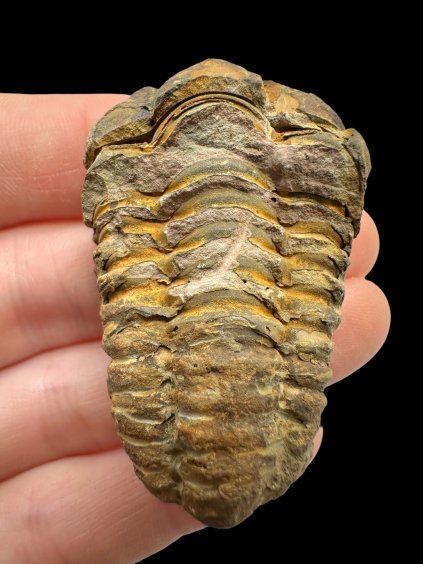 Trilobit – Hoher Atlas, Marokko