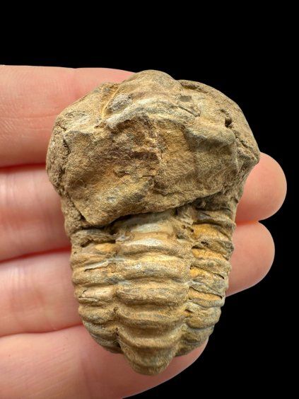 Trilobite – Grand Atlas, Morocco