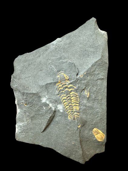 Trilobit Lobocephalina emmrichi – Skryje, ČR