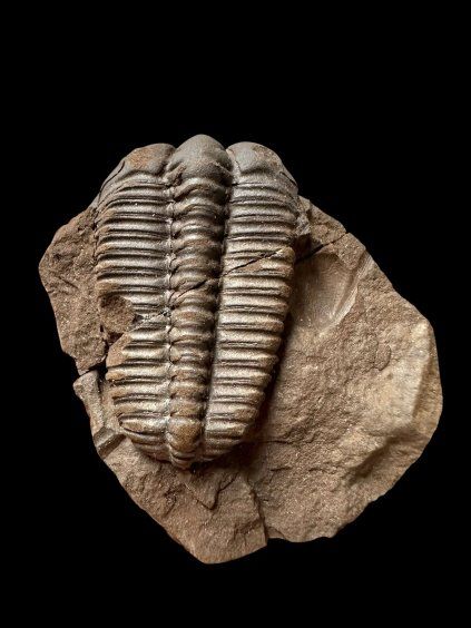 Trilobit Ptychoparia sp. – Jince, ČR