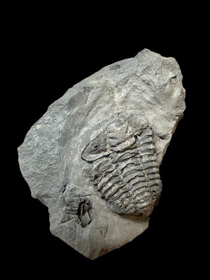 Trilobite Colpocoryphe bohemica – Osek, CZ