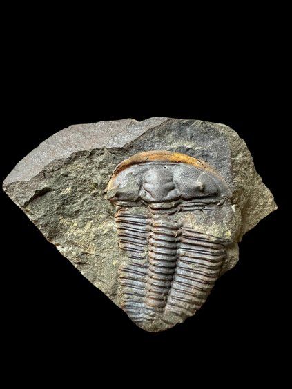 Trilobite Ptychoparia striata – Felbabka, CZ