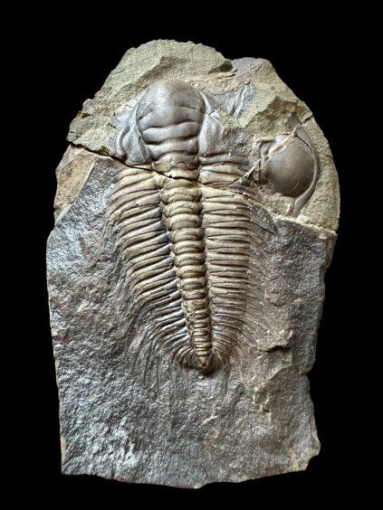 Trilobit Hydrocephalus minor – Vystrkov, CZ