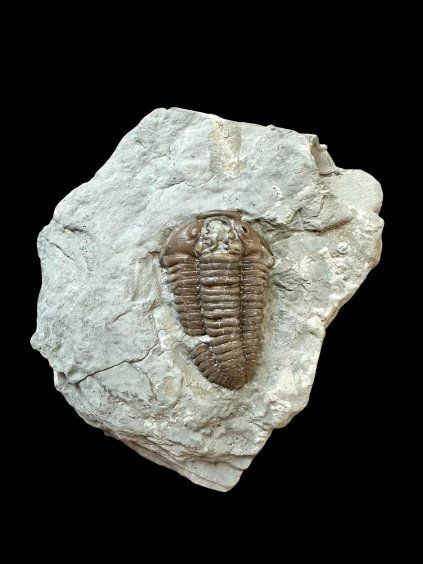 Trilobit Flexicalymene retrosa – Ohio, USA