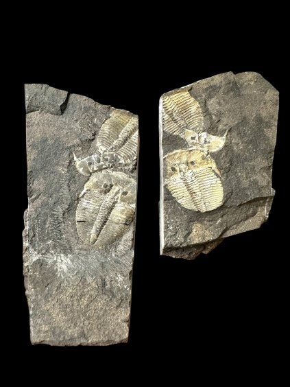 Trilobit Aulacopleura konincki – Loděnice u Berouna, ČR
