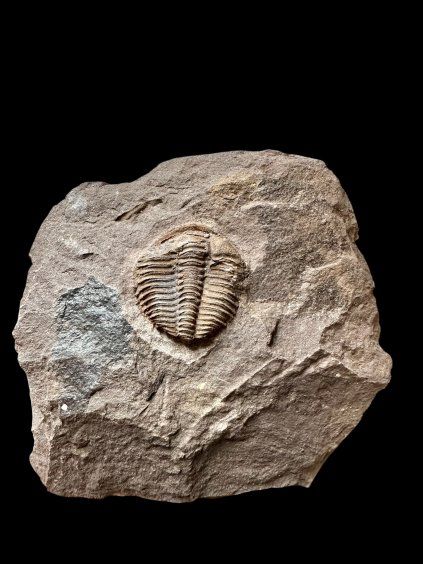 Trilobit Conocoryphe cirina – Rejkovice, ČR