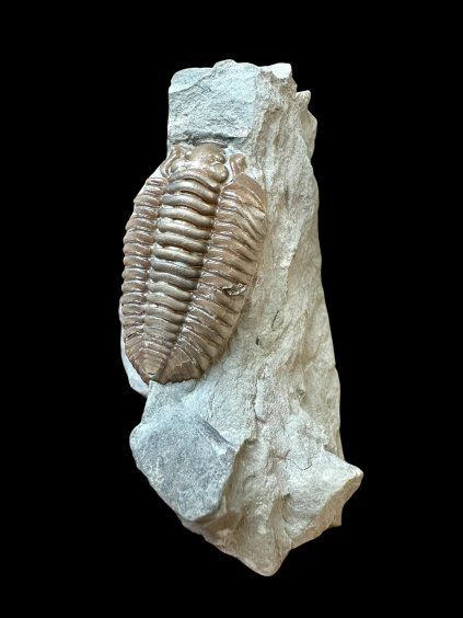 Trilobit Flexicalymene retrosa – Ohio, USA