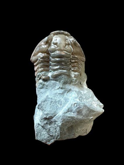 Trilobite Flexicalymene retrosa – Ohio, USA