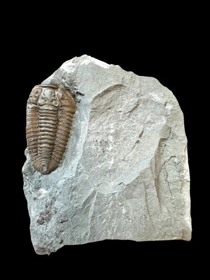 Trilobit Flexicalymene retrosa – Ohio, USA