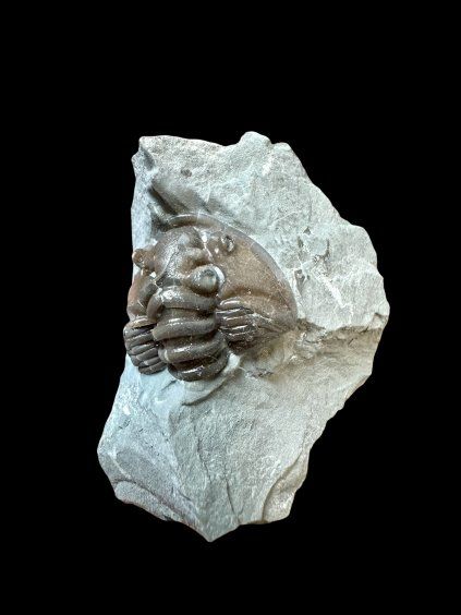 Trilobit Flexicalymene retrosa – Ohio, USA