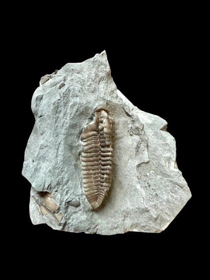 Trilobite Flexicalymene retrosa – Ohio, USA