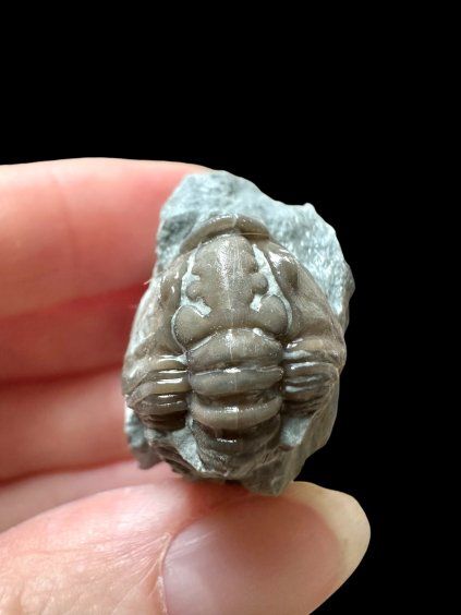 Trilobite Flexicalymene retrosa – Ohio, USA