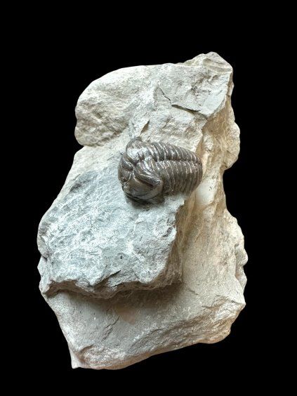 Trilobit Flexicalymene retrosa – Ohio, USA