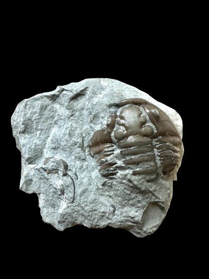 Trilobite Flexicalymene retrosa – Ohio, USA