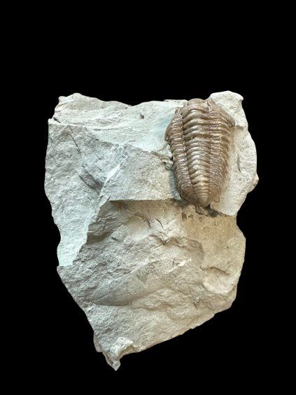 Trilobit Flexicalymene retrosa – Ohio, USA