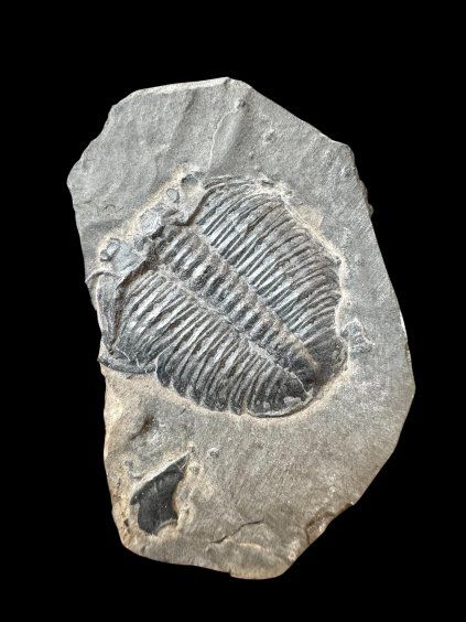 Trilobit Elrathia Kingii – Utah, USA
