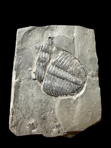 Trilobit Elrathia Kingii – Utah, USA