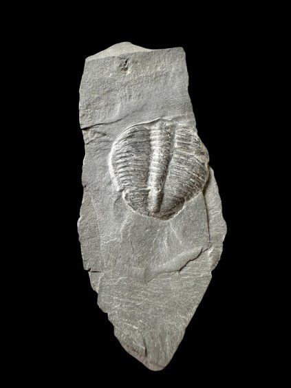 Trilobit Elrathia Kingii – Utah, USA