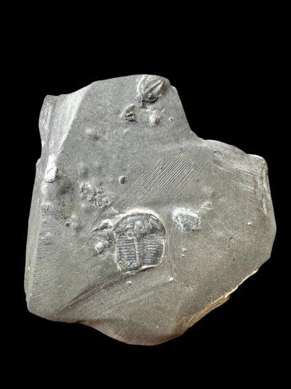Trilobit Elrathia Kingii – Utah, USA
