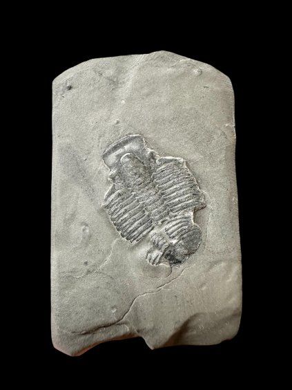 Trilobit Elrathia Kingii – Utah, USA