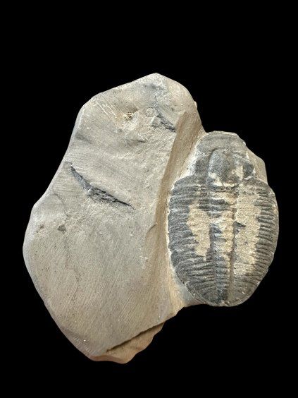 Trilobit Elrathia Kingii – Utah, USA