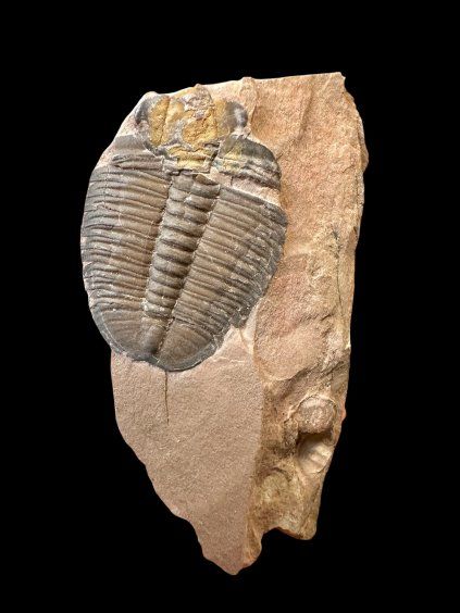 Trilobit Elrathia Kingii – Utah, USA