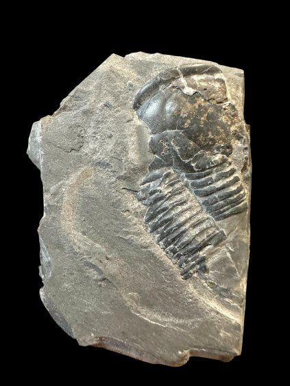 Trilobit Elrathia Kingii – Utah, USA