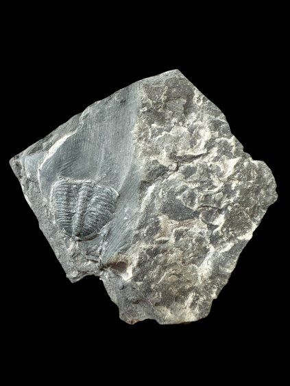 Trilobit Elrathia Kingii – Utah, USA
