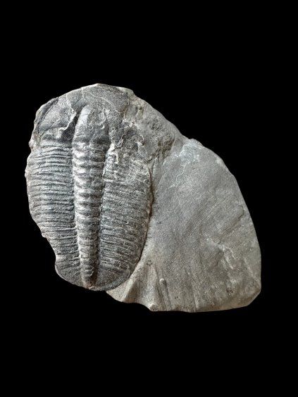 Trilobit Elrathia Kingii – Utah, USA