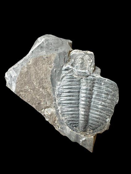 Trilobit Elrathia Kingii – Utah, USA