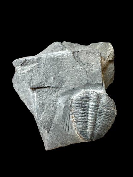 Trilobit Elrathia Kingii – Utah, USA