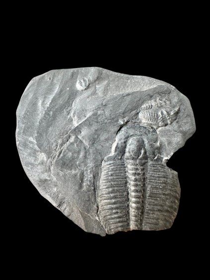 Trilobite Elrathia Kingii – Utah, USA