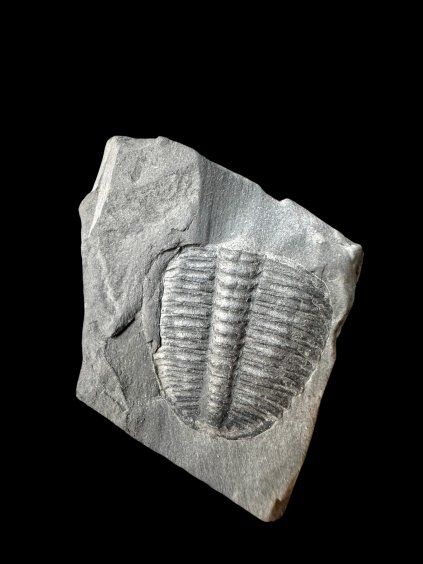 Trilobit Elrathia Kingii – Utah, USA