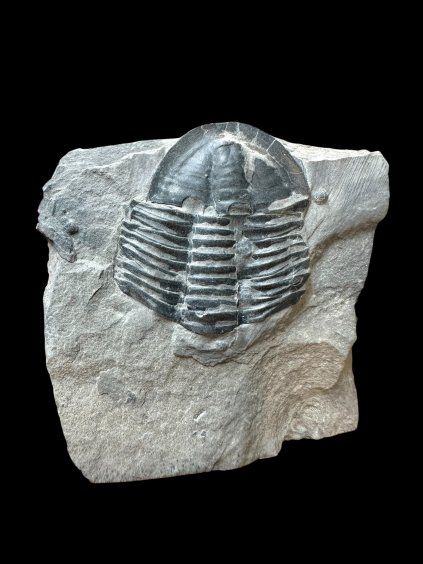 Trilobite Asaphicus wheeleri – Utah, USA