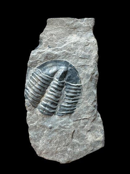 Trilobit Asaphicus wheeleri – Utah, USA