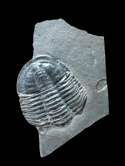 Trilobite Asaphicus wheeleri – Utah, USA