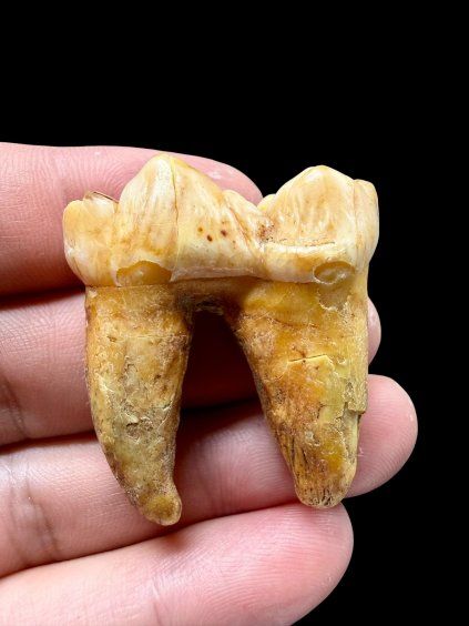 Fossil Cave Bear Tooth (Ursus spelaeus) 3,8cm – Slovakia