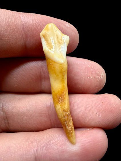Fossiler Zahn eines Höhlenbären (Ursus spelaeus) 4,1cm – Slowakei